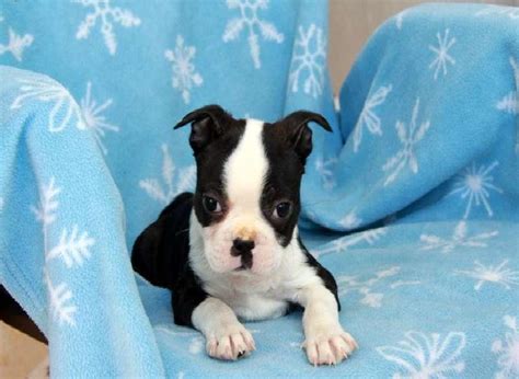 boston terrier puppies oklahoma